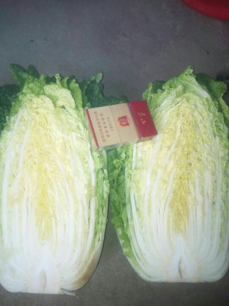 大白菜上市了