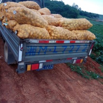 荷兰十五土豆2两以上精品