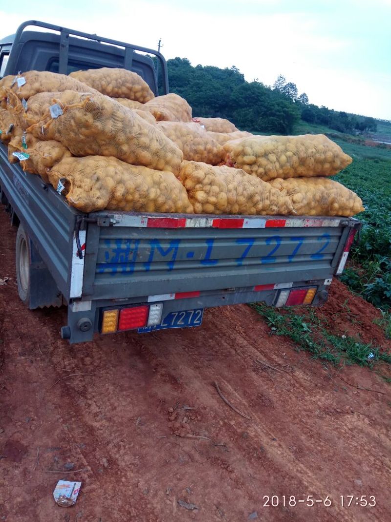 荷兰十五土豆2两以上精品