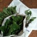 非洲菊种苗，批发根系发达，叶水清秀量大从优