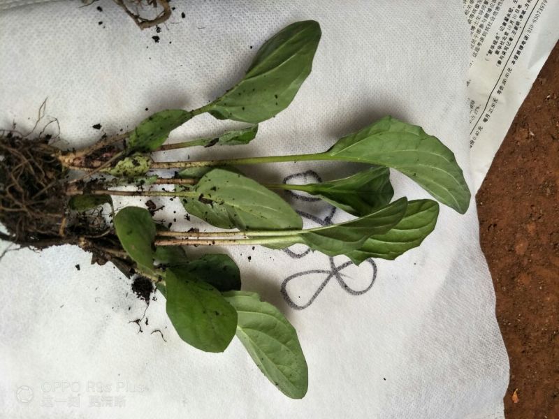 非洲菊种苗，批发根系发达，叶水清秀量大从优