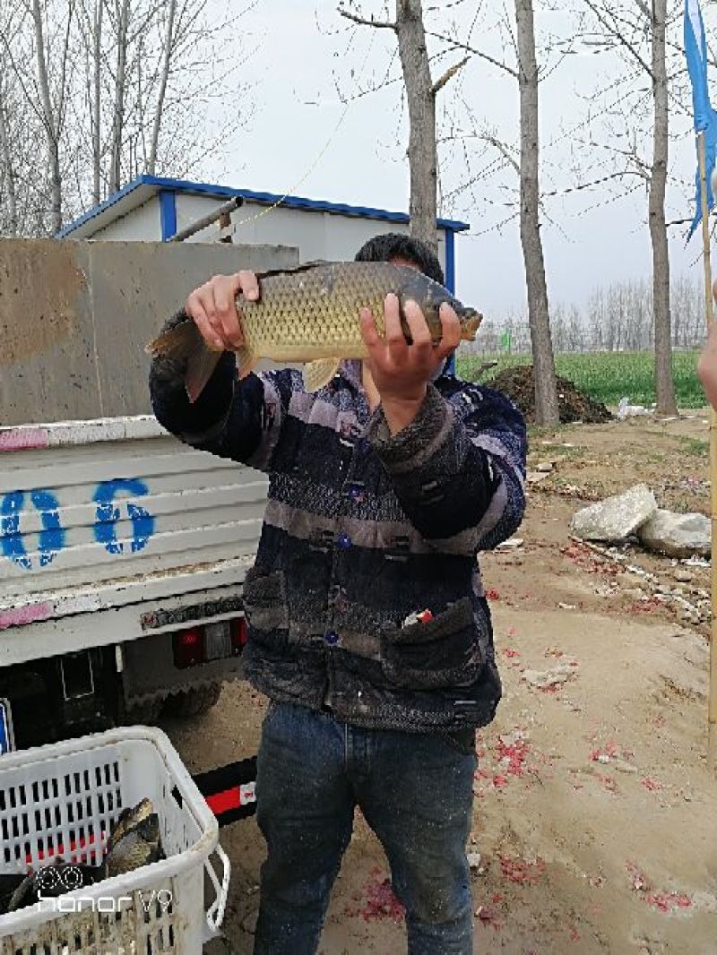 鲫鱼