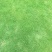 兰引三号草皮