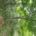 鸡爪槭10~20cm