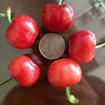 红灯樱桃15~20mm