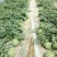 8424西瓜6斤打底8成熟1茬