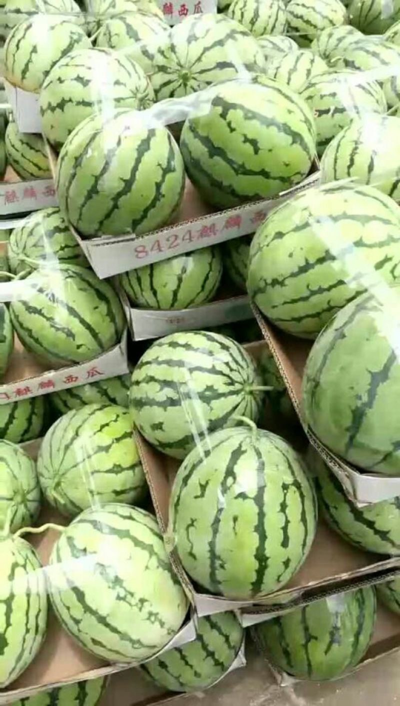 8424西瓜6斤打底8成熟1茬