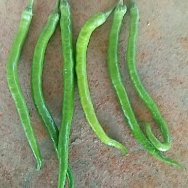 二荆条辣椒5~10厘米青微辣