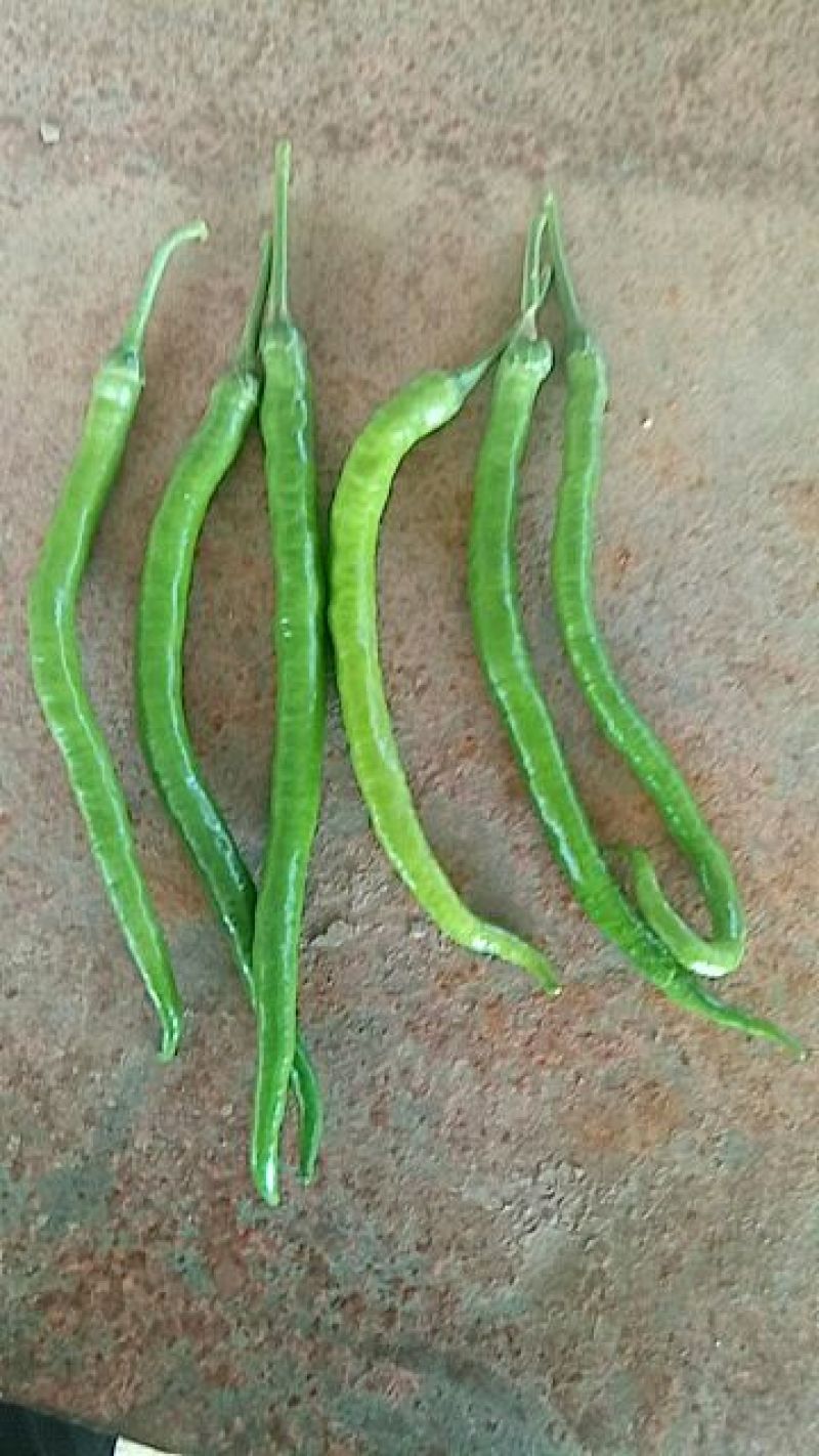 二荆条辣椒5~10厘米青微辣