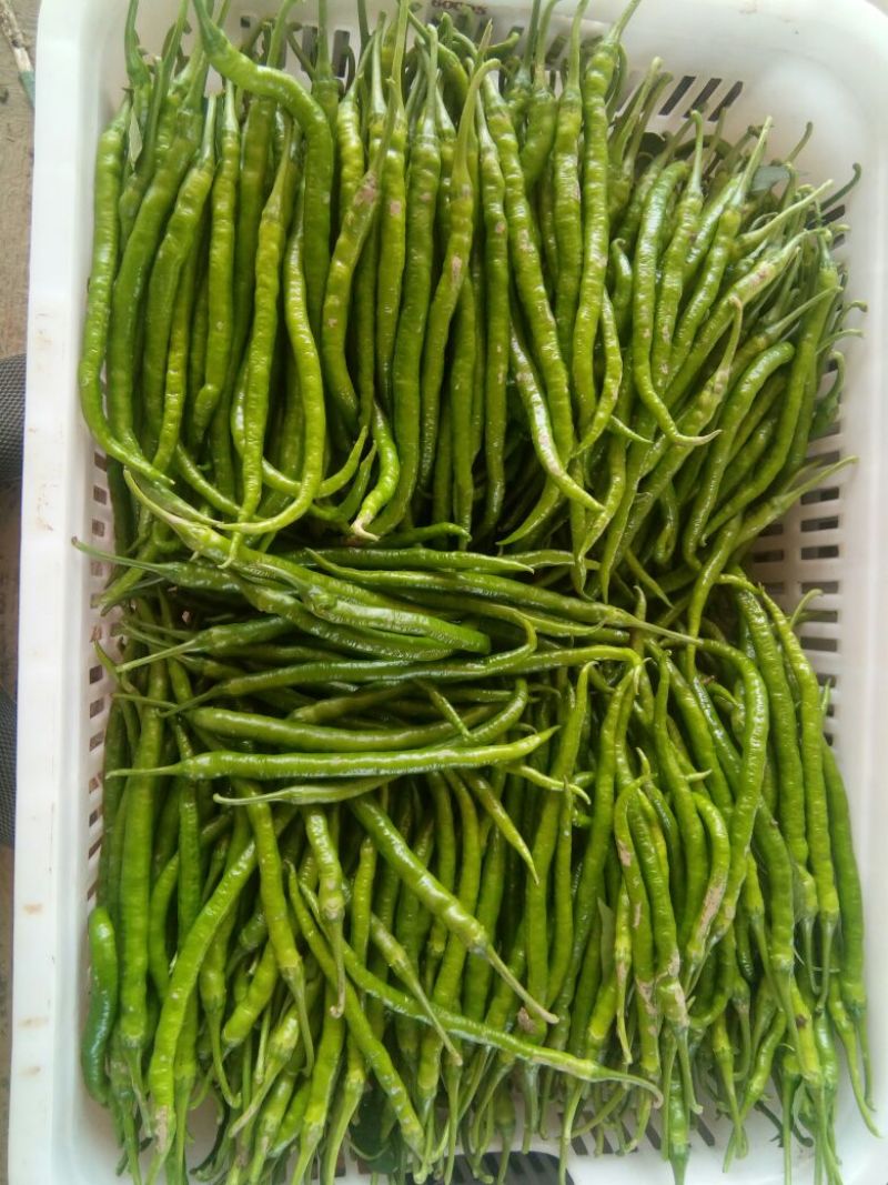 二荆条辣椒5~10厘米青微辣