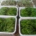 二荆条辣椒5~10厘米青微辣