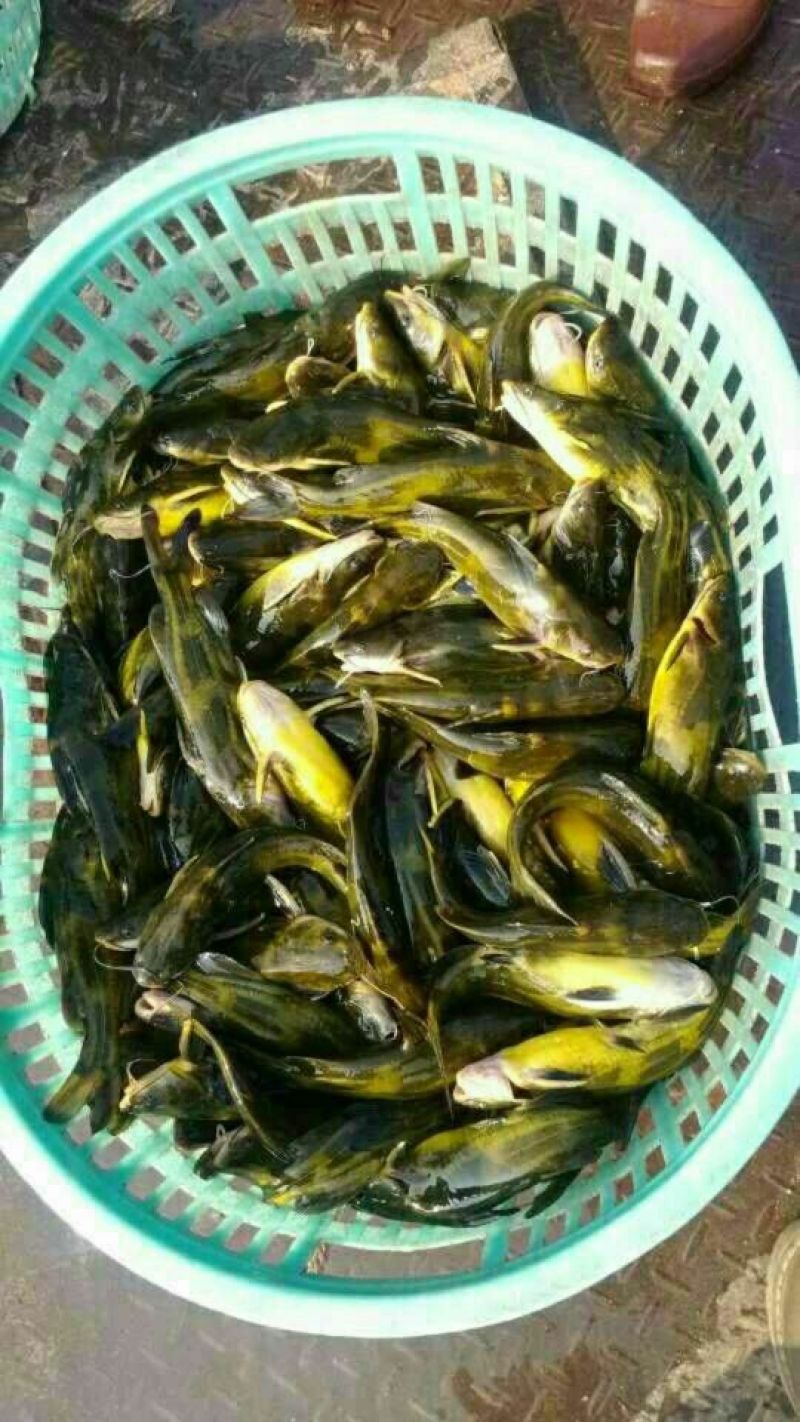黄腊丁，红裸鲤鱼