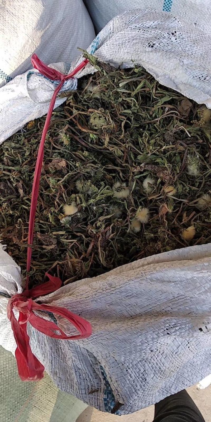 药用蒲公英野生全草