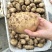 兴佳2号土豆2两以上精品