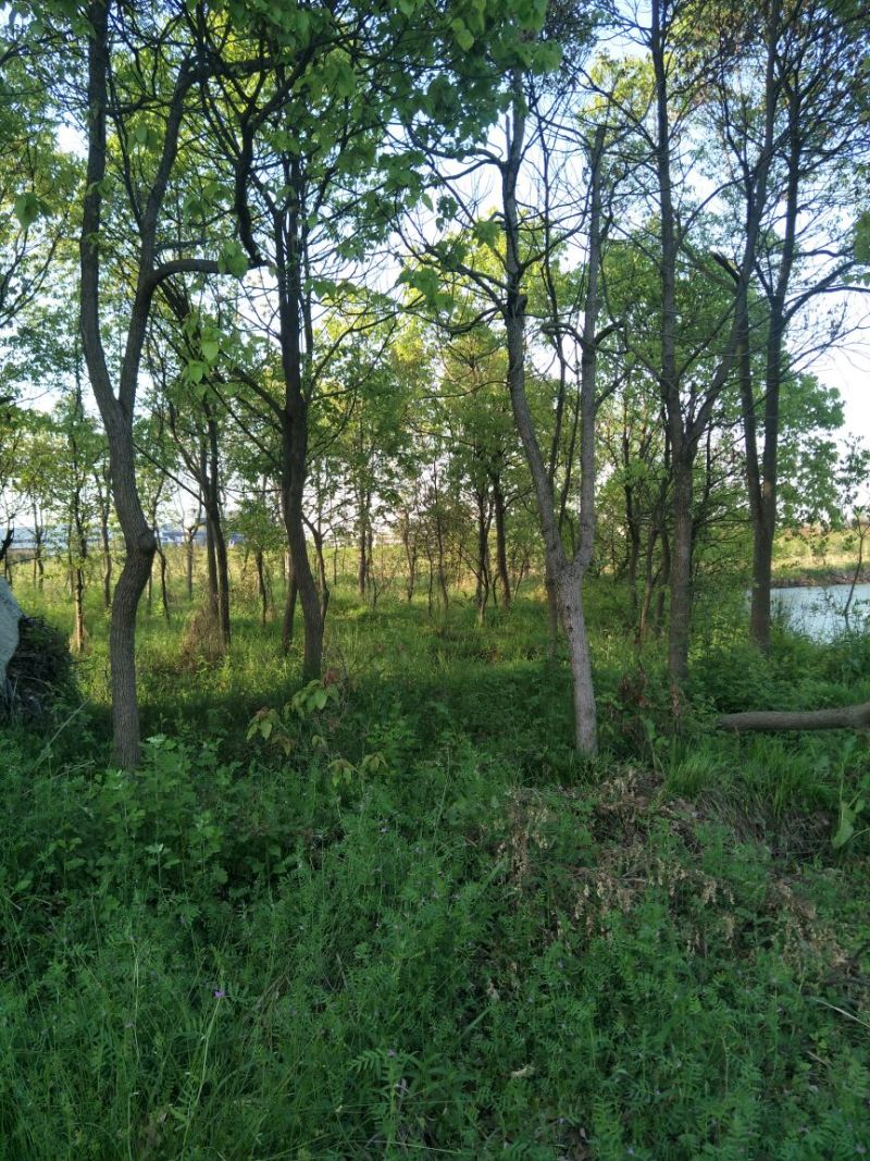 大小规格香樟树