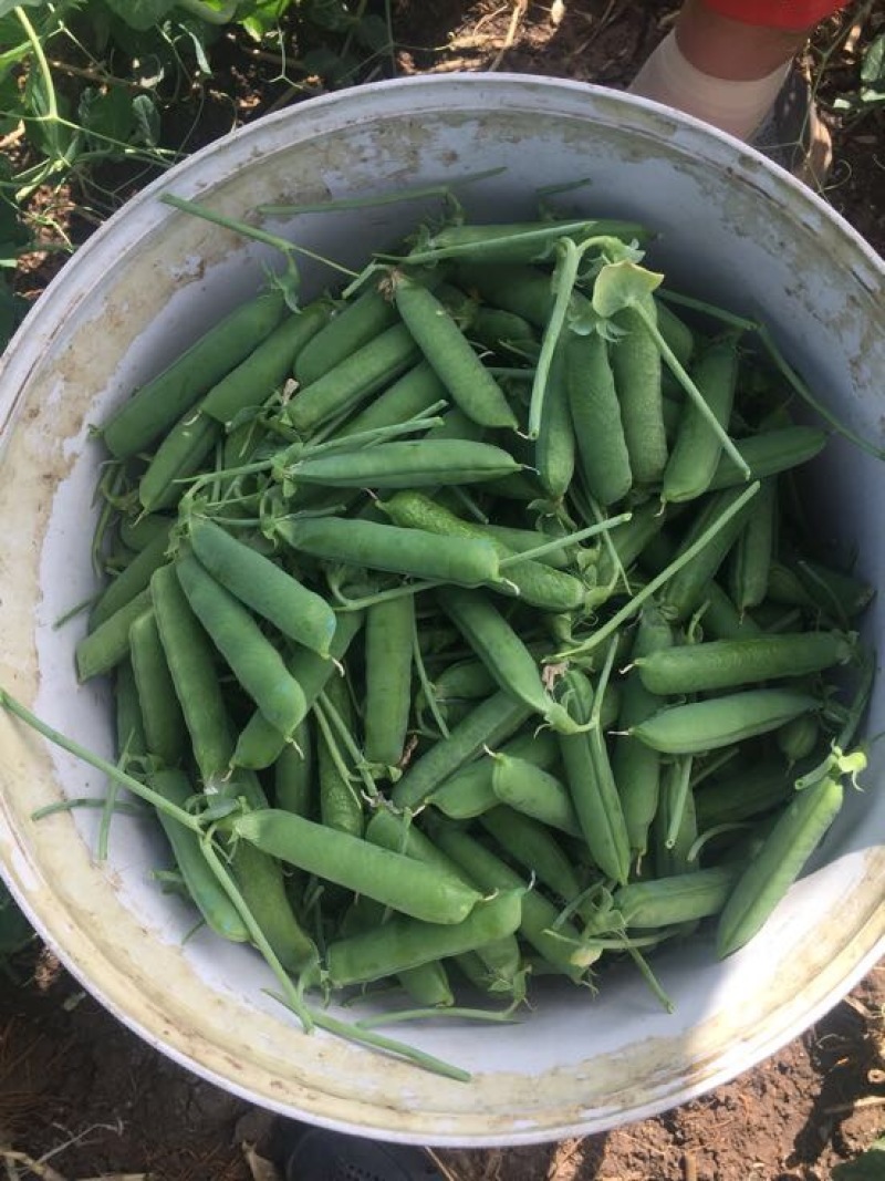 甜脆豌豆饱满
