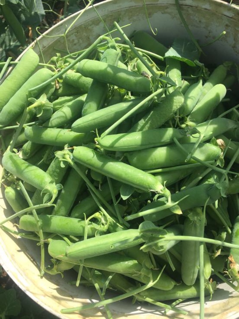 甜脆豌豆饱满
