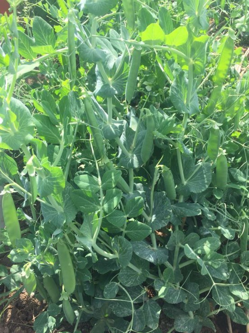 甜脆豌豆饱满
