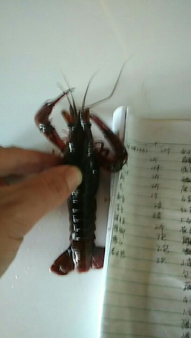 小龙虾9-11钱（45-55克）活虾小龙虾主养