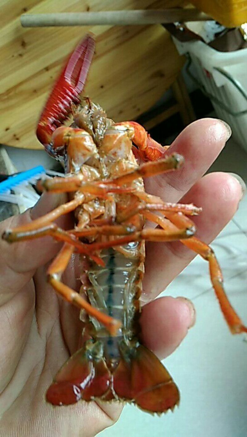 小龙虾9-11钱（45-55克）活虾小龙虾主养