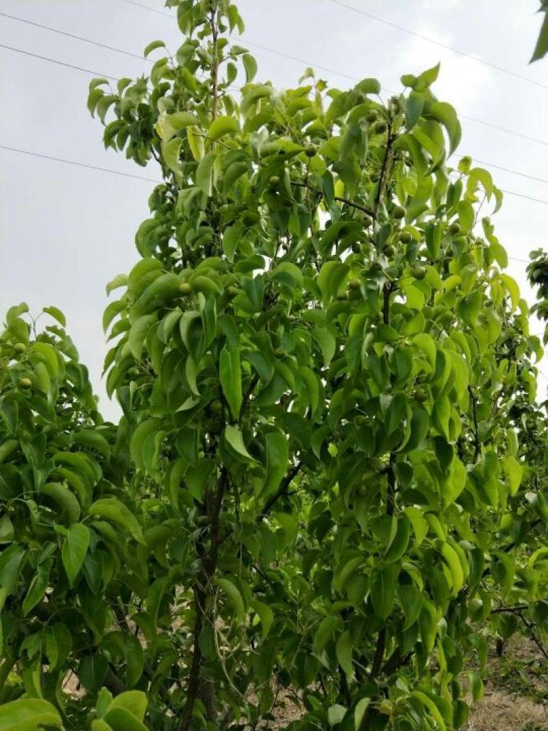 梨树处理