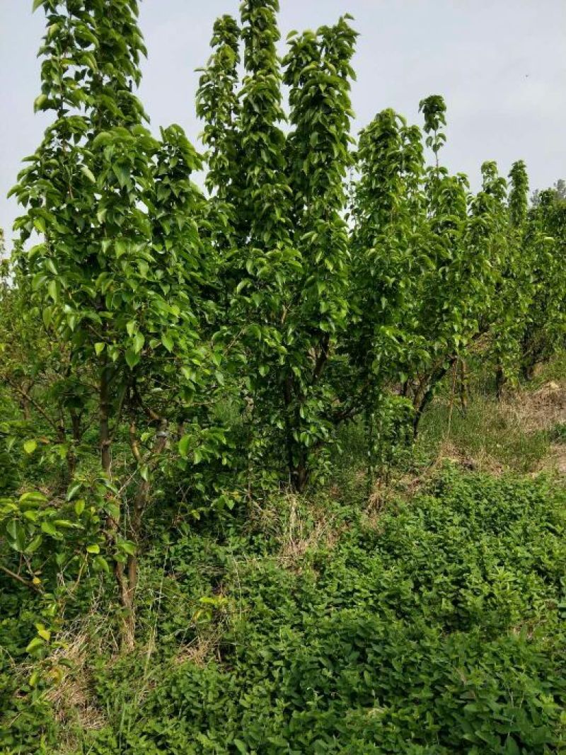 梨树处理
