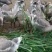 进口俄罗斯饲料菜种子
