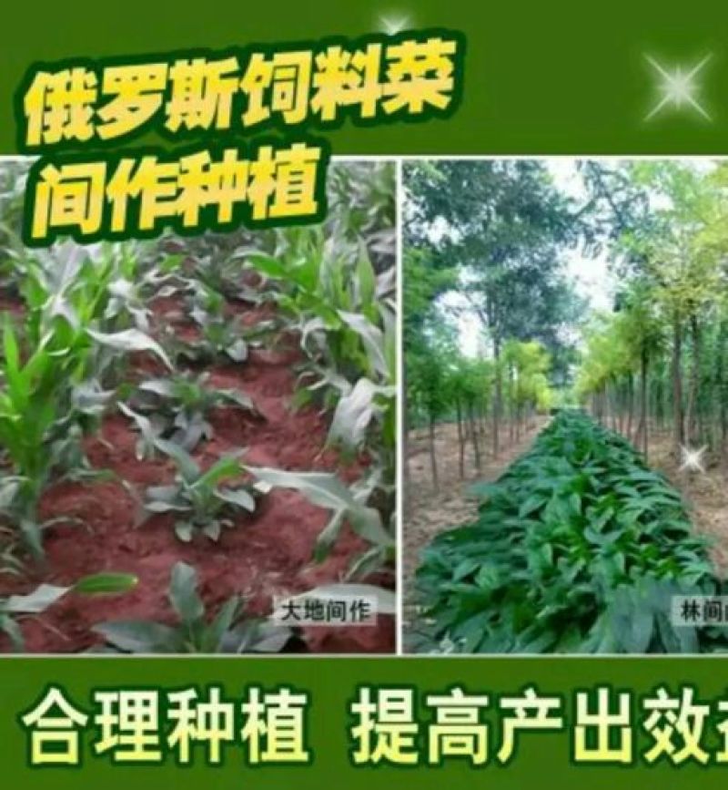 进口俄罗斯饲料菜种子
