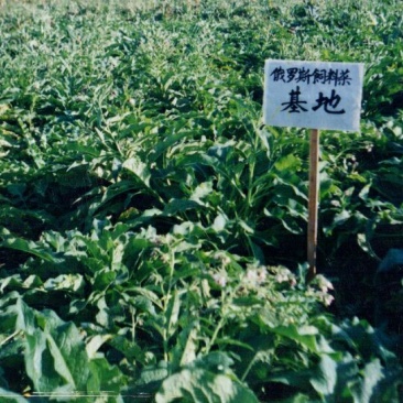 进口俄罗斯饲料菜种子