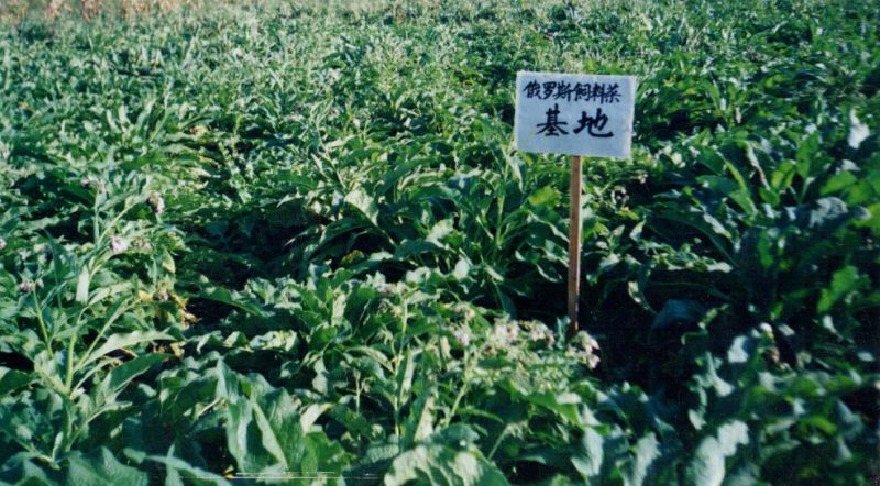 进口俄罗斯饲料菜种子
