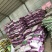 红三叶种子