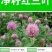 红三叶种子