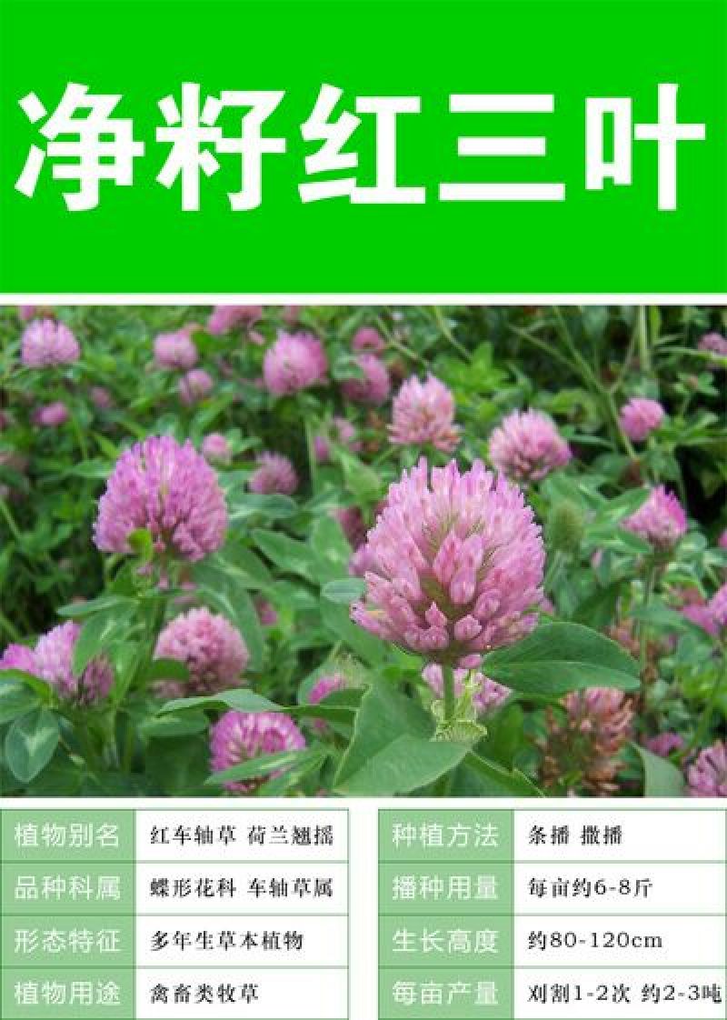 红三叶种子
