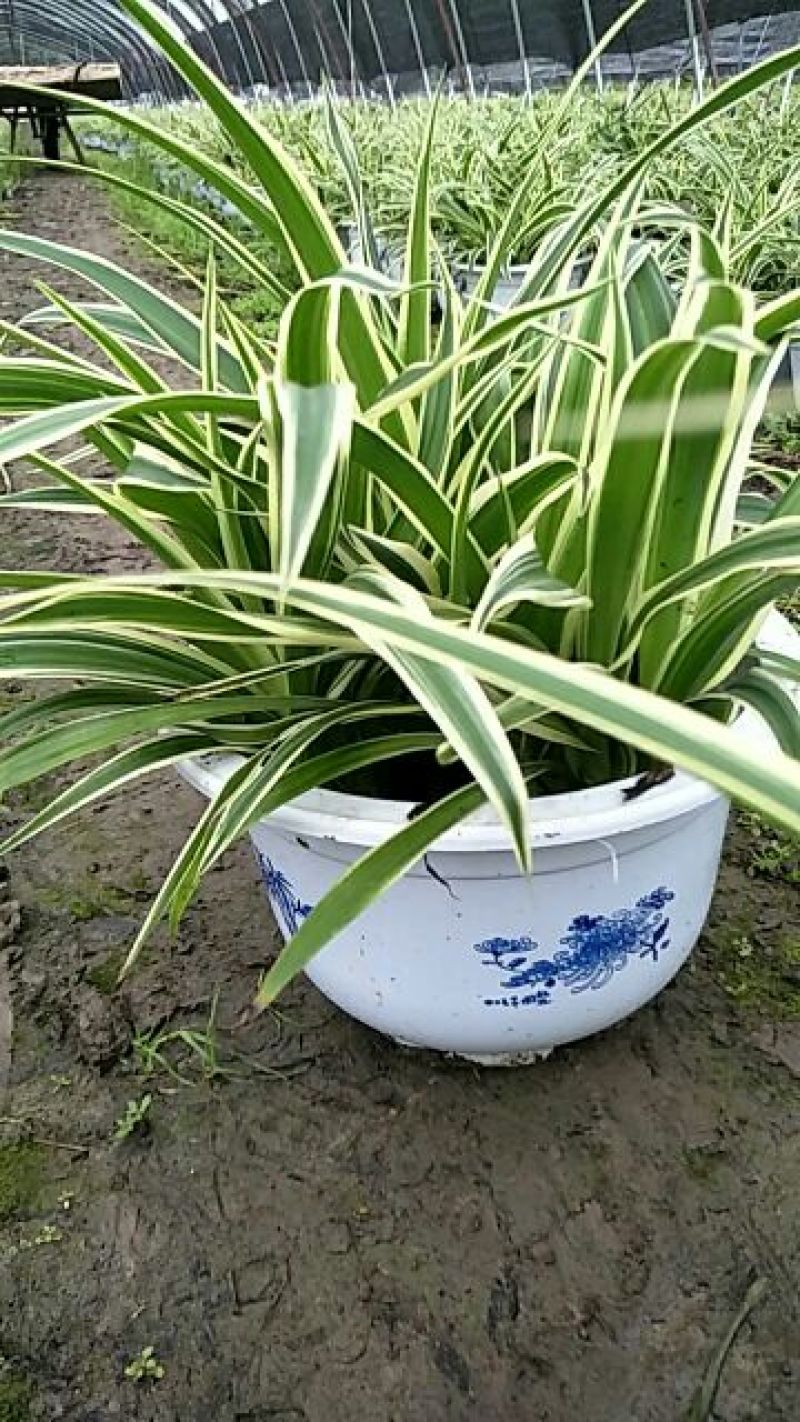 吊兰吸收甲醛基本净化空气