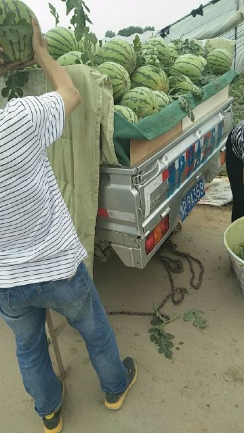 8424西瓜，6斤打底，9成熟1茬