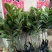 西瓜番石榴苗50~80cm