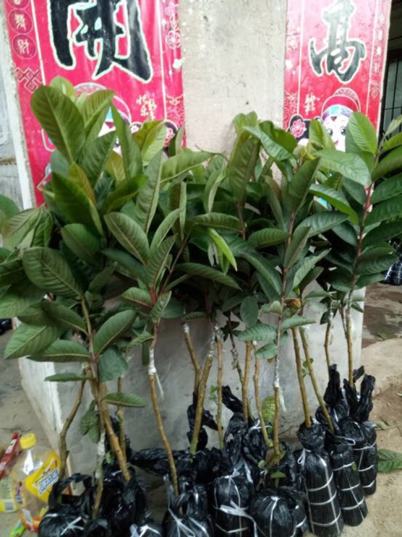 西瓜番石榴苗50~80cm