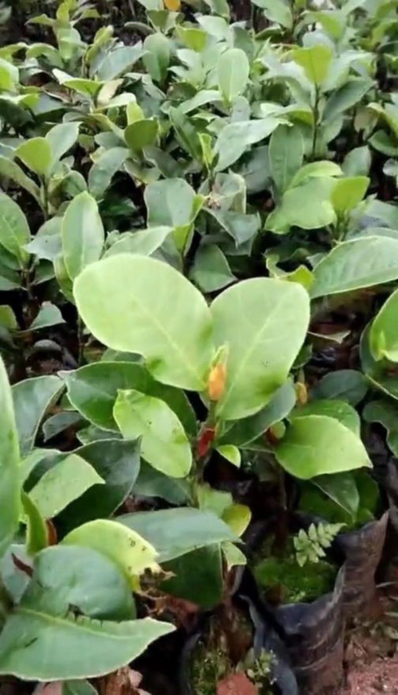 榴莲蜜苗