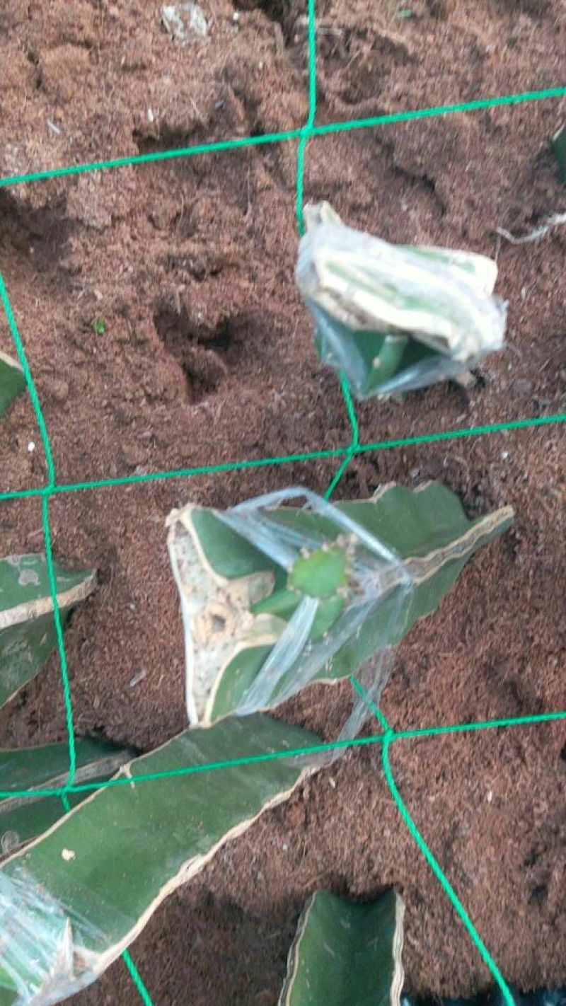 燕窝果苗嫁接苗麒麟果苗燕窝火龙果黄皮火龙果苗