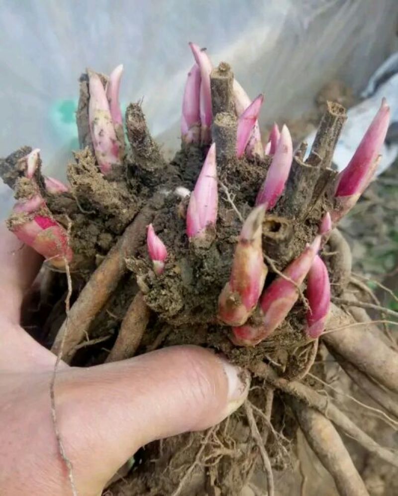 药用芍药赤勺药用芍药苗分株芍药一至五年苗