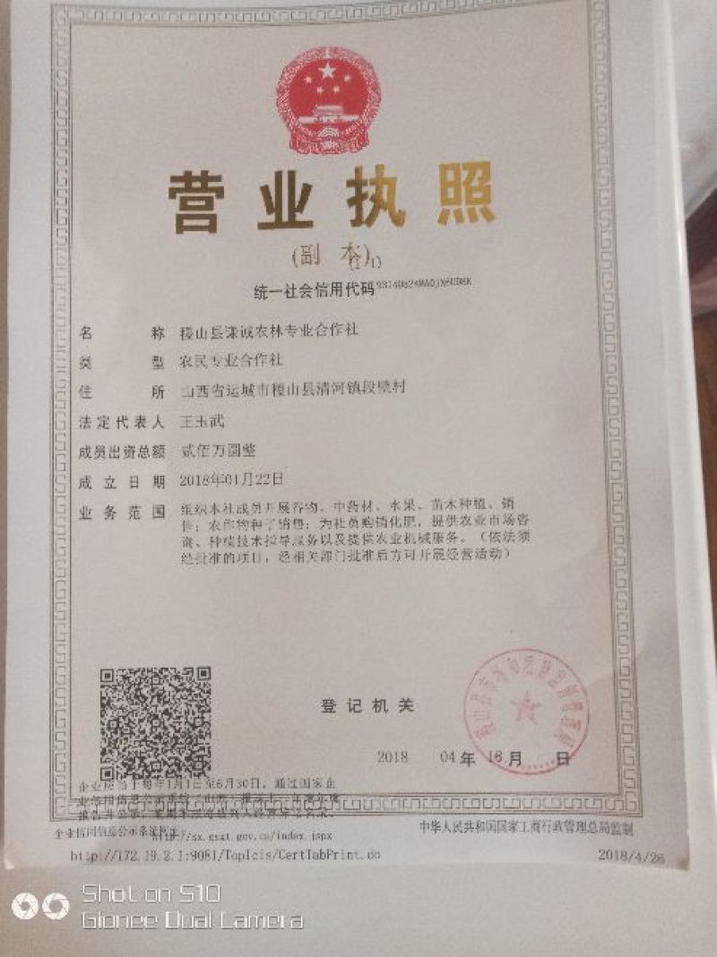 远志种子2024纯新种子上市