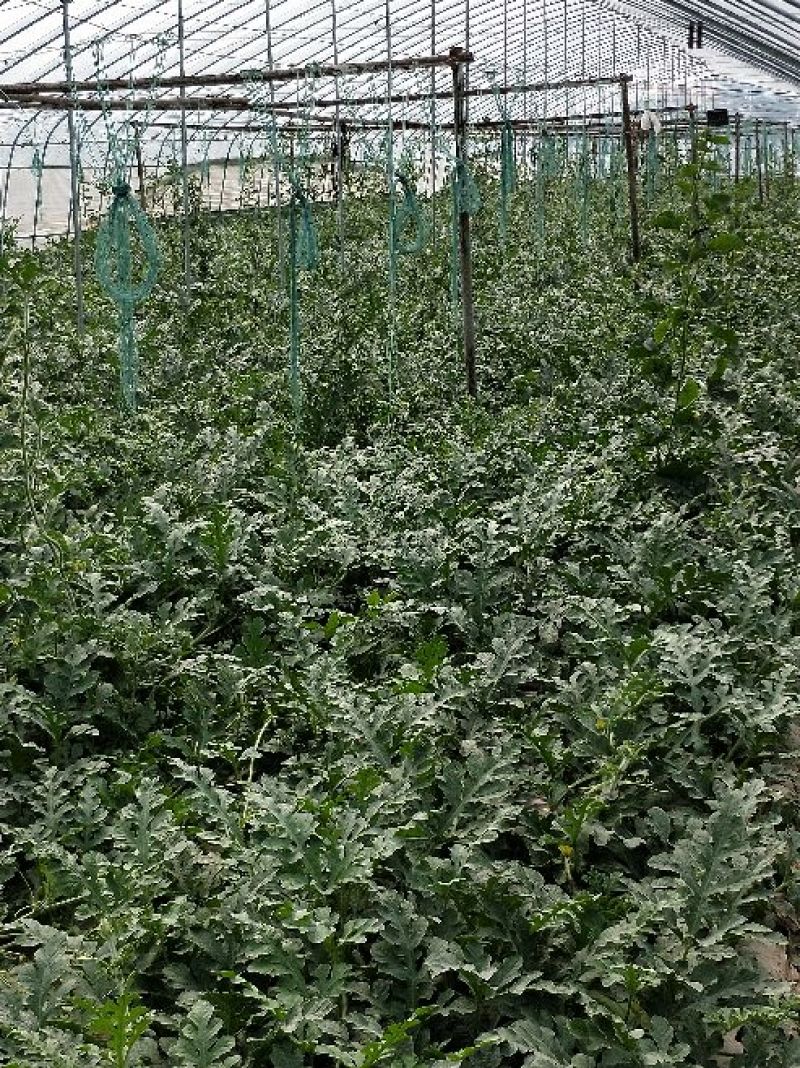 8428优质西瓜头茬