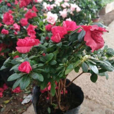 杜鹃花花瓣盆带盆栽好