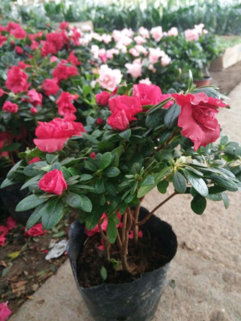 杜鹃花花瓣盆带盆栽好