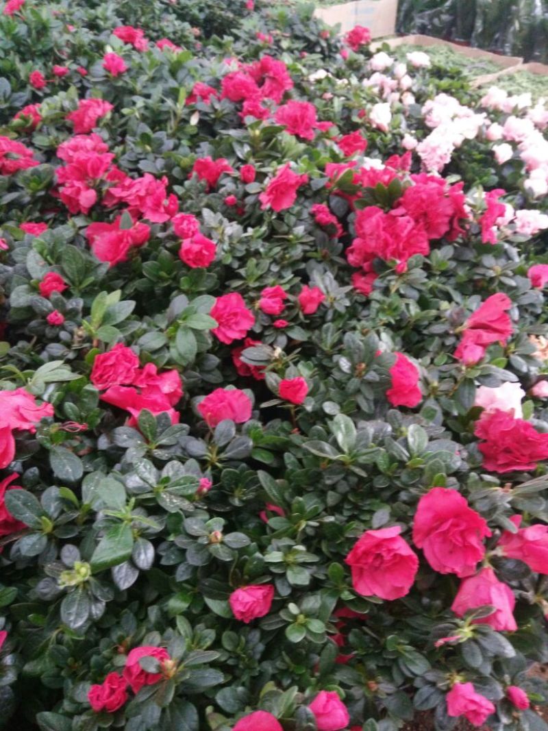 杜鹃花花瓣盆带盆栽好