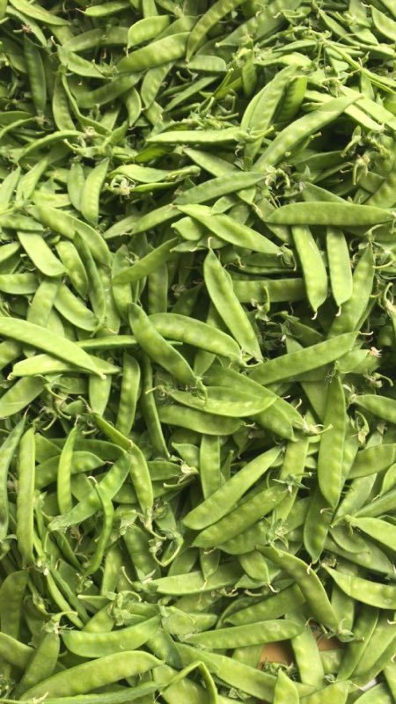 荷仁豆基地直发诚信合作欢迎新老客户前来选购