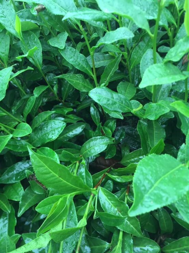 茶树苗