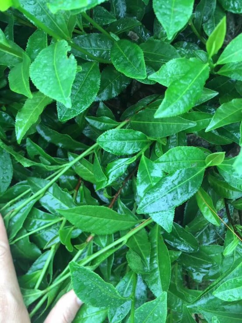 茶树苗