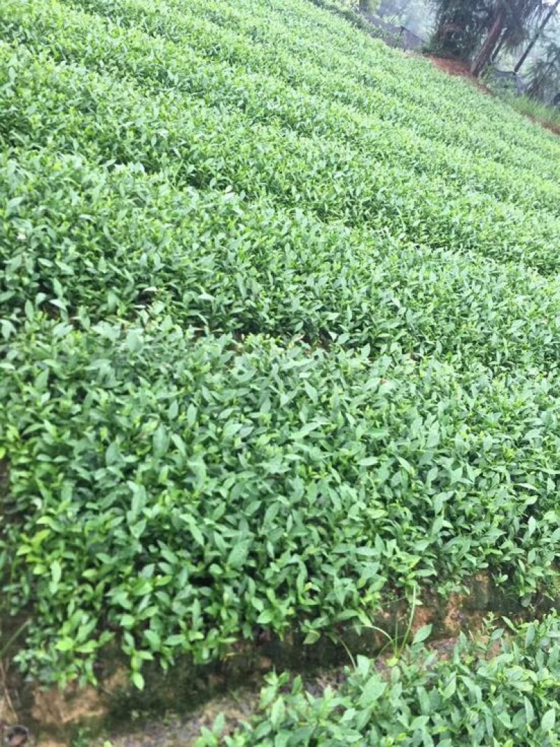 茶树苗