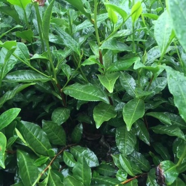 茶树苗
